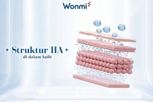 Struktur HA di dalam lapisan kulit